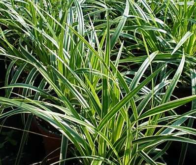 ostřice - Carex morrowii 'Ice Dance'