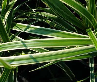 ostřice - Carex morrowii 'Ice Dance'
