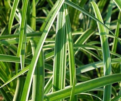 ostřice - Carex morrowii 'Ice Dance'