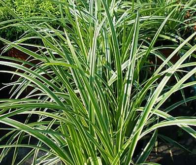 ostřice - Carex morrowii 'Ice Dance'