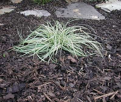 ostřice - Carex  ornithopoda Variegata