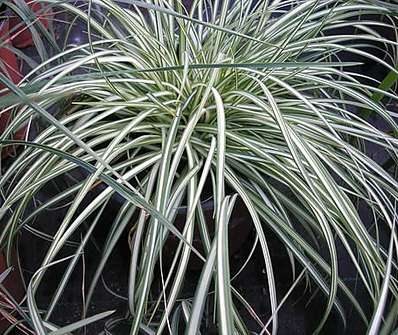 ostřice - Carex  ornithopoda Variegata
