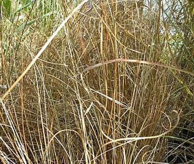 ostřice - Carex buchananii