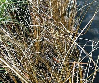 ostřice - Carex buchananii