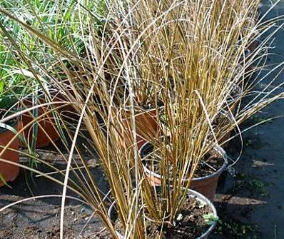 ostřice - Carex buchananii