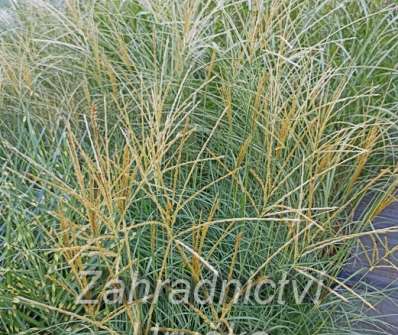 ozdobnice - Miscanthus sinensis 'Adagio'