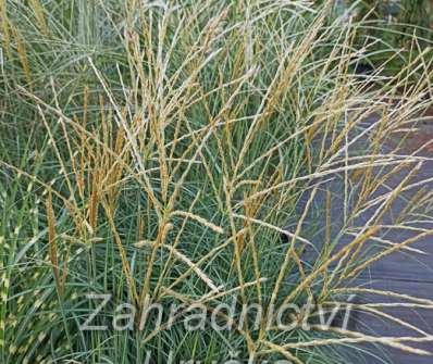ozdobnice - Miscanthus sinensis 'Adagio'