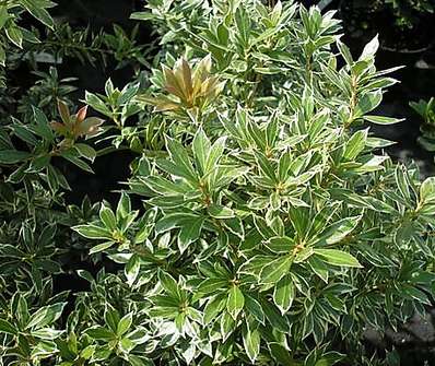 Pieris japonica 'Little Heath'