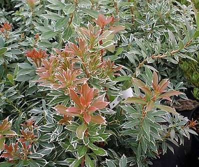 Pieris japonica 'Little Heath'