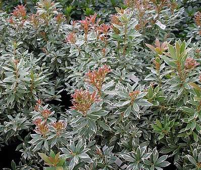Pieris japonica 'Little Heath'