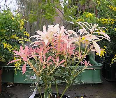 Pieris japonica 'Variegata'