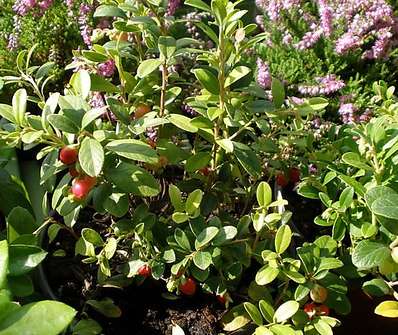 brusinka - Vaccinium vitis-idae