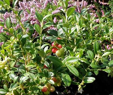 brusinka - Vaccinium vitis-idae