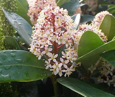 skimie - Skimmia japonica