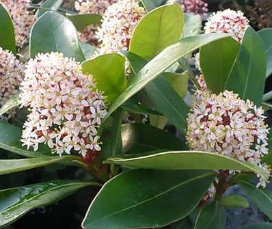 skimie - Skimmia japonica