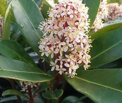 skimie - Skimmia japonica