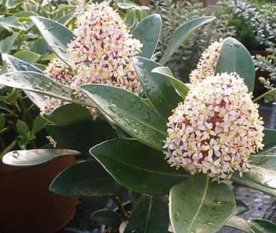 skimie - Skimmia japonica