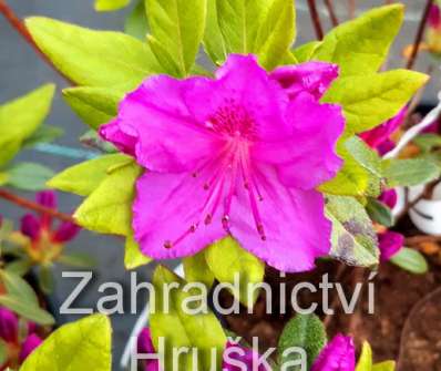 Azalea japonica 'Enzett Lilienstein'