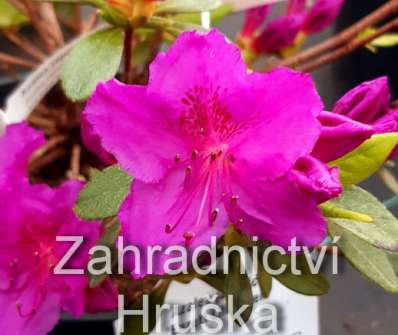 Azalea japonica 'Enzett Lilienstein'
