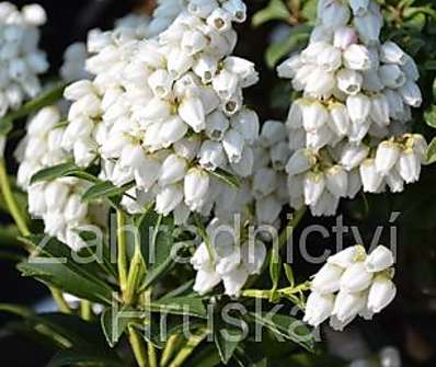 Pieris japonica 'Prelude'