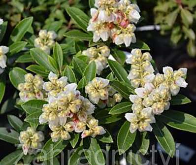 Pieris japonica 'Prelude'