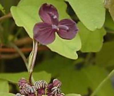 akebie - Akebia trifoliata