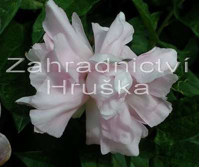 opletník - Calystegia hederacea Multiplex