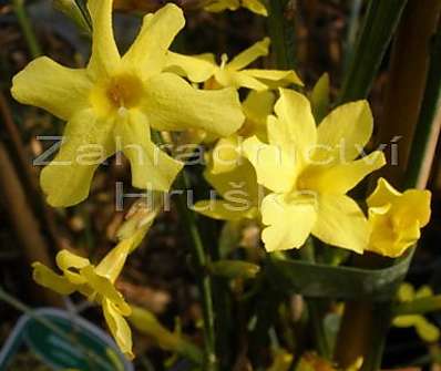 jasmín - Jasminum nudiflorum Argenteovariegatum