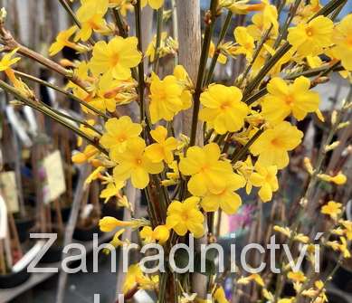 jasmín - Jasminum nudiflorum Argenteovariegatum