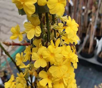 jasmín - Jasminum nudiflorum Argenteovariegatum