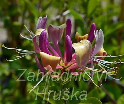 zimolez - Lonicera peryclymenum