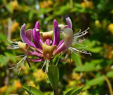 zimolez - Lonicera peryclymenum