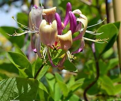 zimolez - Lonicera peryclymenum