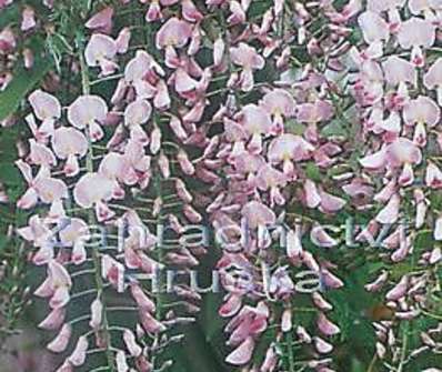 vistárie - Wisteria floribunda 'Rosea'