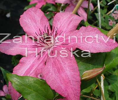 plamének - Clematis 'Barbara'