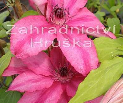 plamének - Clematis 'Barbara'