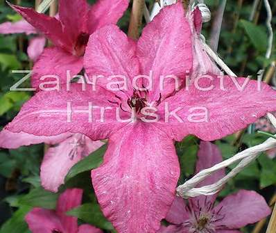 plamének - Clematis 'Barbara'