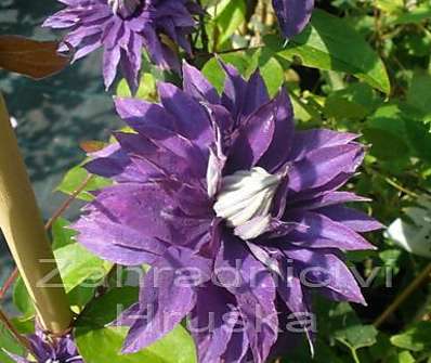 plamének - Clematis 'Multi blue'