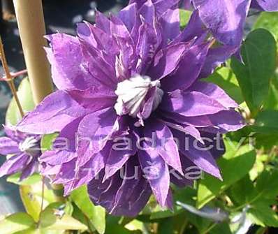 plamének - Clematis 'Multi blue'