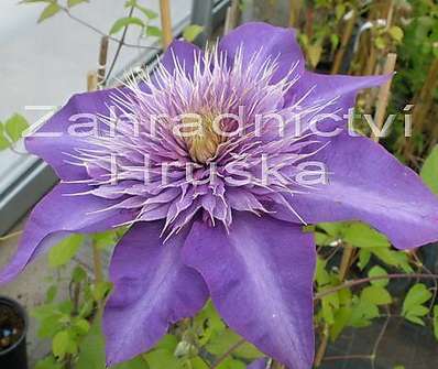 plamének - Clematis 'Multi blue'