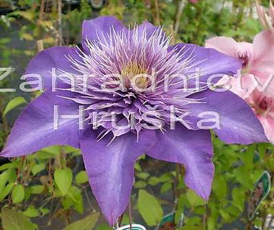 plamének - Clematis 'Multi blue'