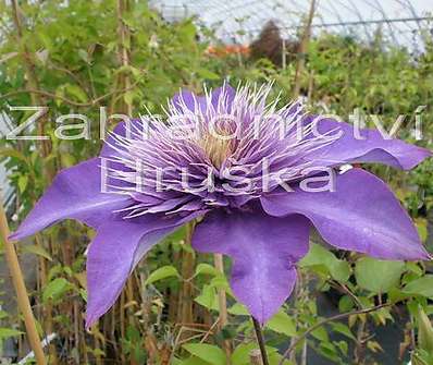 plamének - Clematis 'Multi blue'