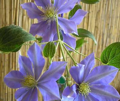 plamének - Clematis 'Fujisume'