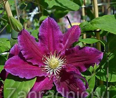 plamének - Clematis 'Hania'