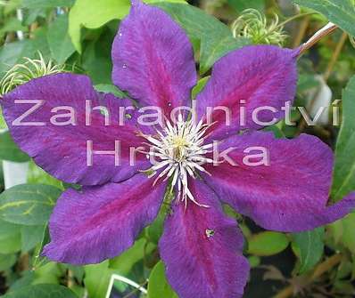 plamének - Clematis 'Julka'