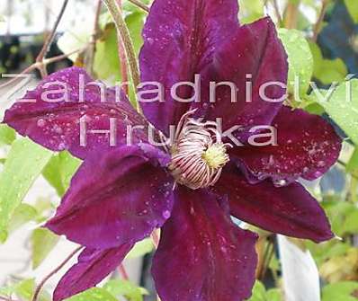 plamének - Clematis 'Julka'