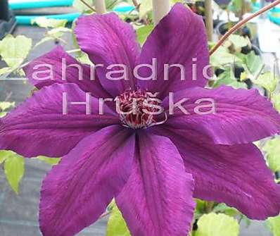 plamének - Clematis 'Kacper'