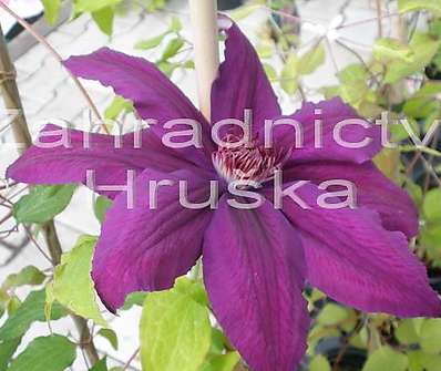 plamének - Clematis 'Kacper'