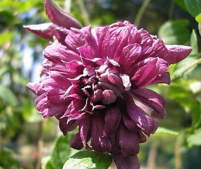 plamének - Clematis 'Purpurea Plena Elegans'