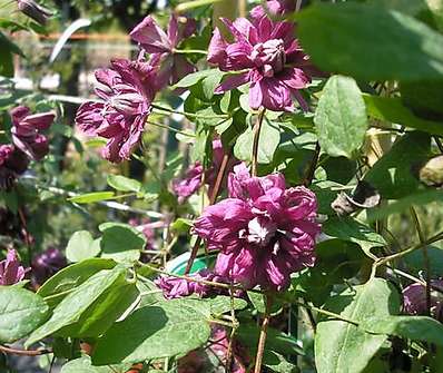 plamének - Clematis 'Purpurea Plena Elegans'